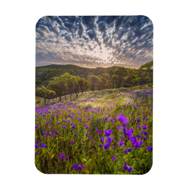 Blumen | Flinders Ranges Australien Magnet (Vertikal)