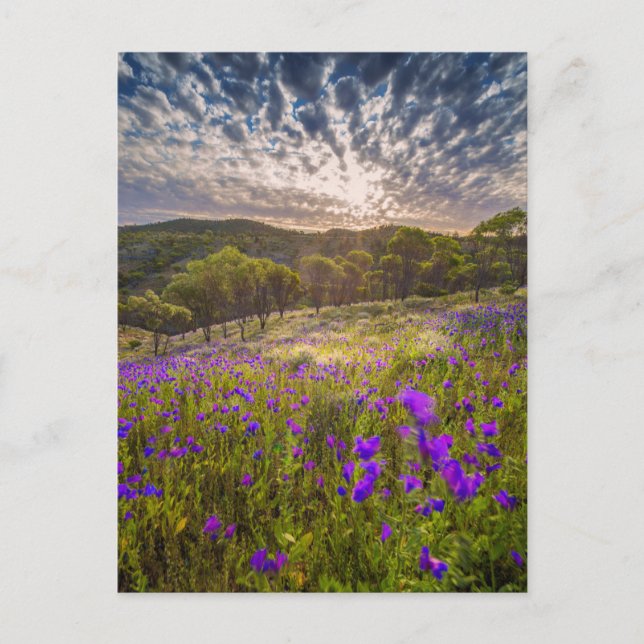 Blumen | Flinders Ranges Australien Postkarte (Vorderseite)