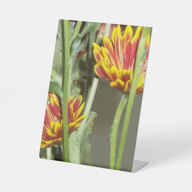 Blumen Foto Sockelschild (Vorderseite)