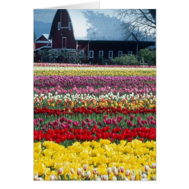 Blumen-Garten, Skagit-Landkreis, (Vorne)