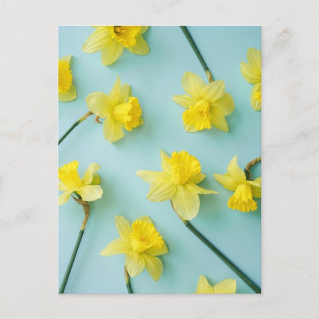 Blumen | Gelbe Daffodien Postkarte (Vorderseite)