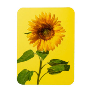 Blumen Gelbe Sonnenblume Magnet
