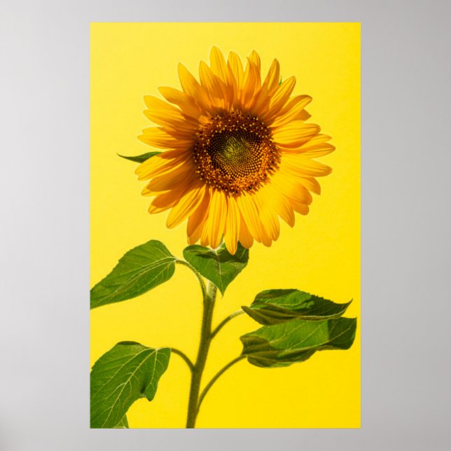 Blumen | Gelbe Sonnenblume Poster (Vorne)