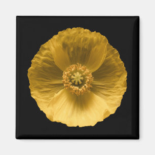 Blumen   Gelber Mohn Magnet