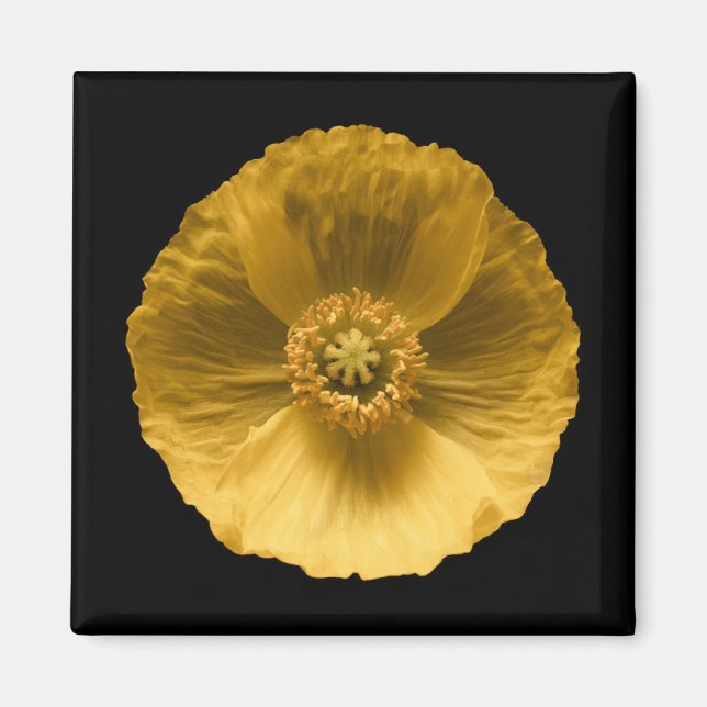 Blumen | Gelber Mohn Magnet (Vorne)
