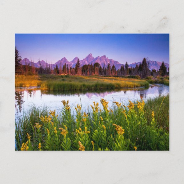 Blumen | Grand Teton National Park, Wyoming Postkarte (Vorderseite)