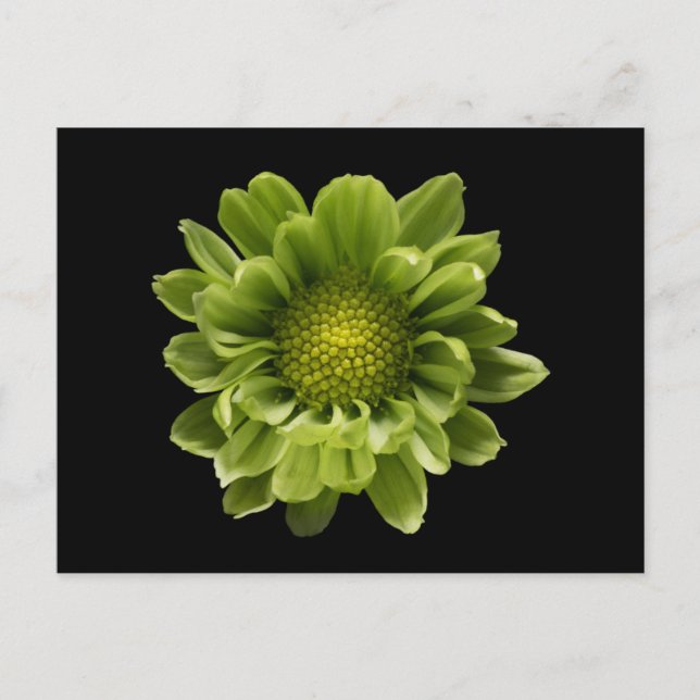 Blumen | Grünes Chrysanthemum Postkarte (Vorderseite)