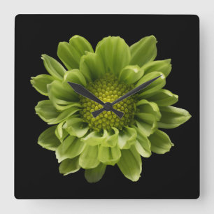 Blumen Grünes Chrysanthemum Quadratische Wanduhr
