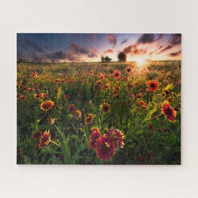 Blumen | Indian Blanket Wildblume Texas (Horizontal)