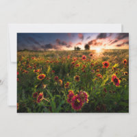 Blumen | Indian Blanket Wildblume Texas