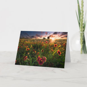 Blumen   Indian Blanket Wildblume Texas Karte