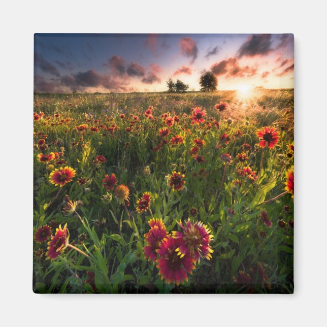 Blumen | Indian Blanket Wildblume Texas Magnet (Vorne)
