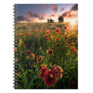 Blumen Indian Blanket Wildblume Texas Notizblock