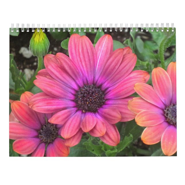 Blumen-Kalender Kalender (Rückseite)