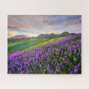 Blumen Kalifornische Wildblumen