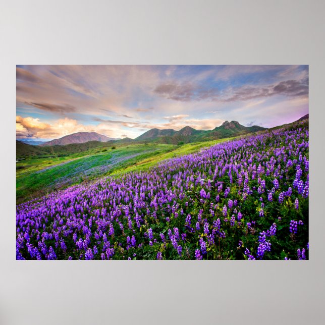 Blumen | Kalifornische Wildblumen Poster (Vorne)