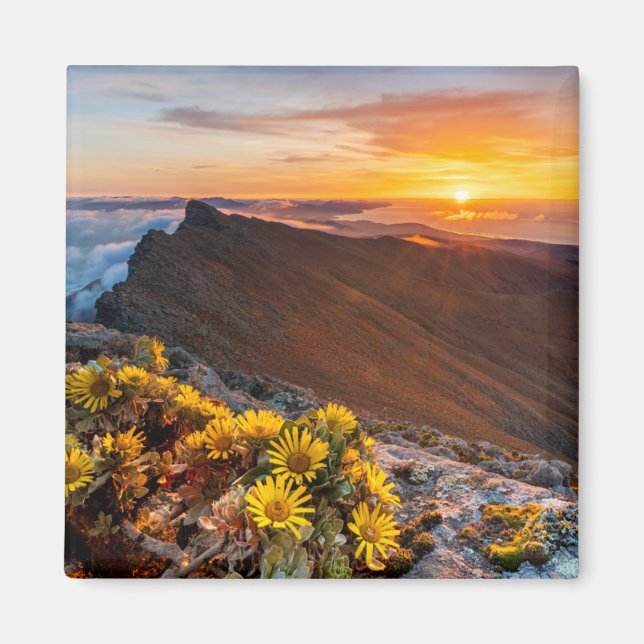 Blumen | Kanarische Inseln, Spanien Magnet (Vorne)