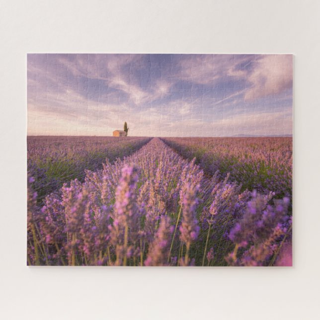 Blumen | Lavendel Südfrankreich (Horizontal)