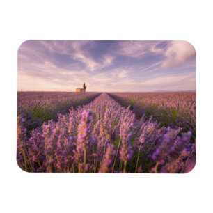 Blumen Lavendel Südfrankreich Magnet