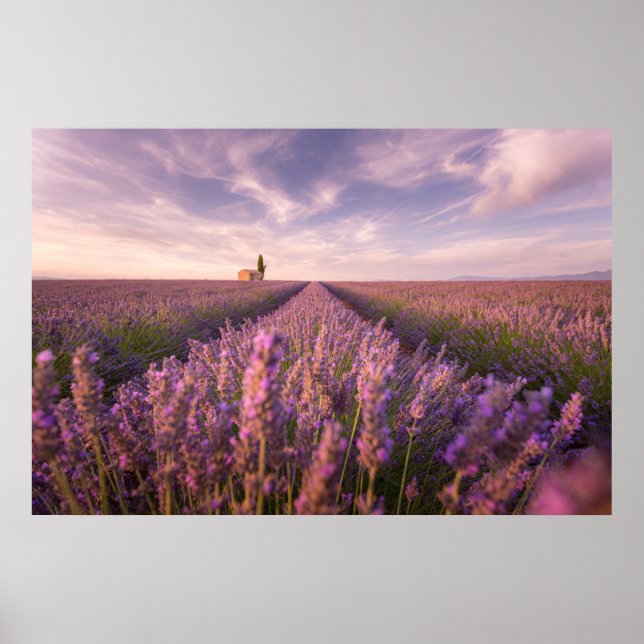 Blumen | Lavendel Südfrankreich Poster (Vorne)