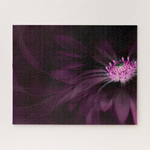 Blumen   Lila Daisy