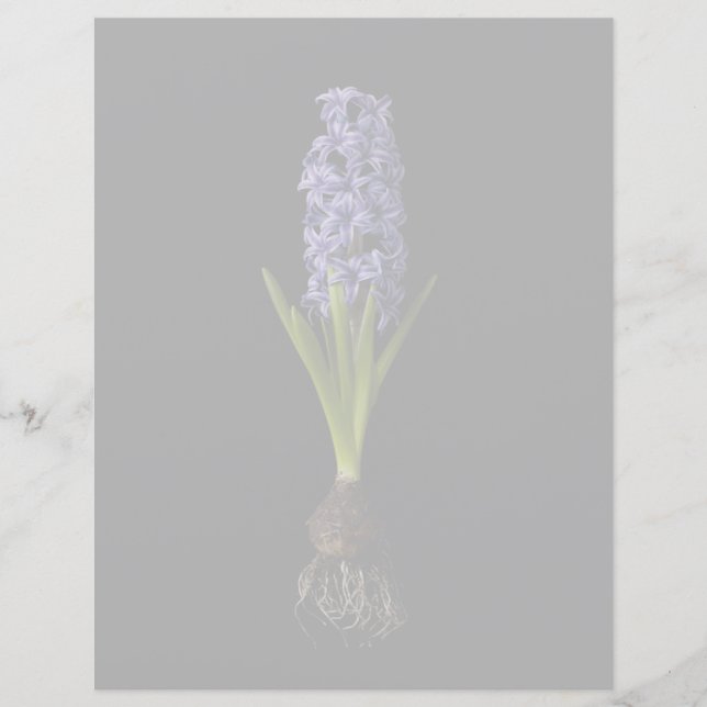 Blumen | Lila Hyacinth Bulb (Vorderseite)