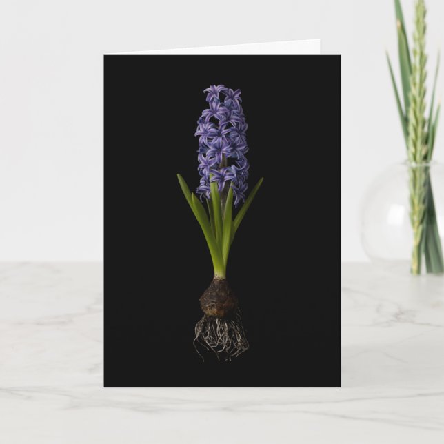 Blumen | Lila Hyacinth Bulb Karte (Vorderseite)