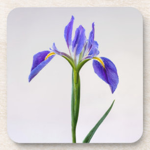 Blumen Lila Iris-Blume Getränkeuntersetzer