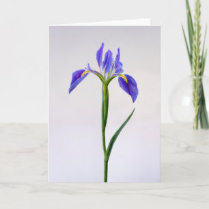 Blumen   Lila Iris-Blume Karte