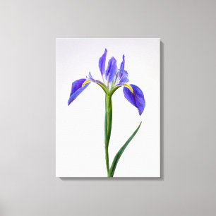 Blumen   Lila Iris-Blume Leinwanddruck
