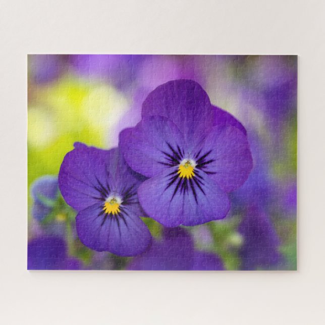 Blumen | LILA STIEFMÜTTERCHEN (Horizontal)
