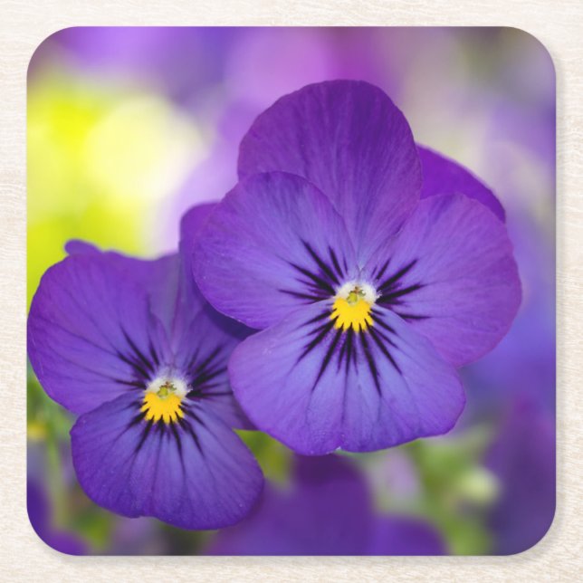 Blumen | LILA STIEFMÜTTERCHEN Rechteckiger Pappuntersetzer (Vorderseite)