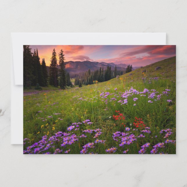 Blumen | Lila Wildblumen Colorado Dankeskarte (Vorderseite)