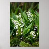Blumen | Lily of the Valley Schweden