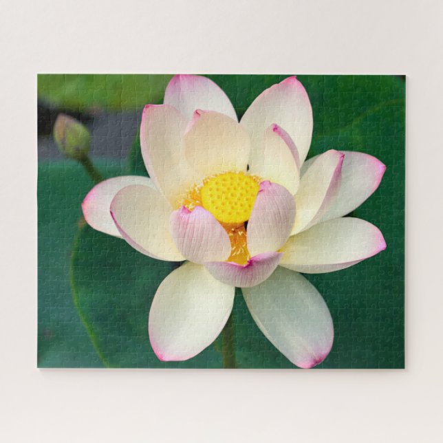 Blumen | Lotus Water Blume (Horizontal)