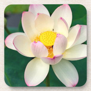 Blumen Lotus Water Blume Getränkeuntersetzer