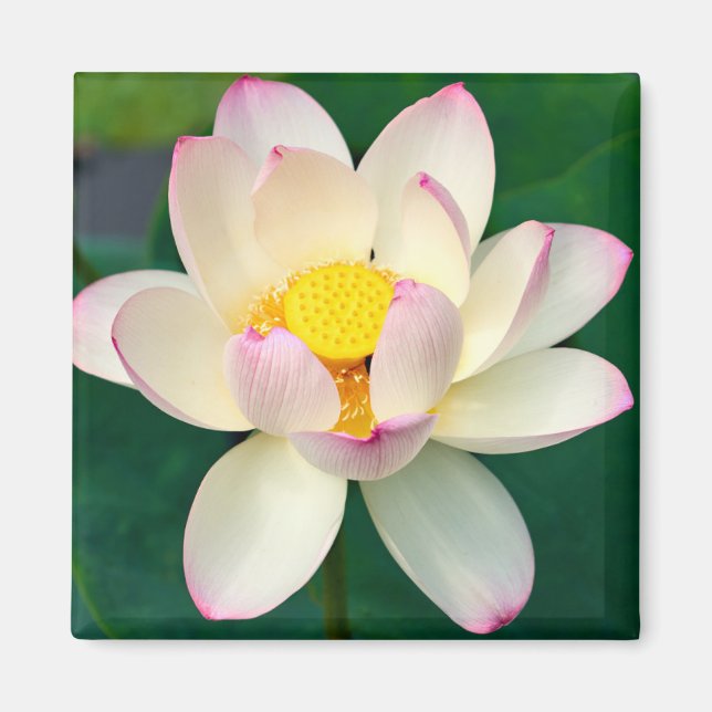 Blumen | Lotus Water Blume Magnet (Vorne)