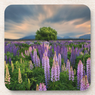 Blumen   Lupinefeld in Neuseeland Getränkeuntersetzer