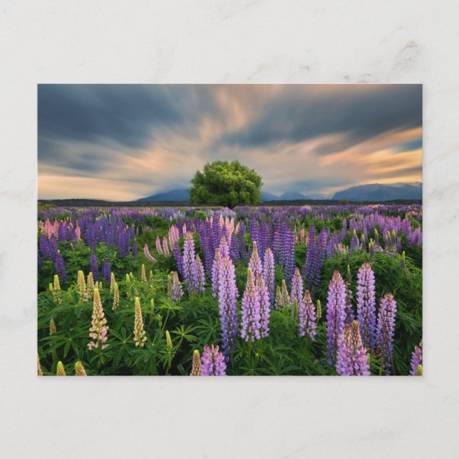 Blumen | Lupinefeld in Neuseeland Postkarte (Vorderseite)