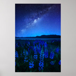 Blumen   Lupinen Blühen am Nachtsee Tekapo Poster