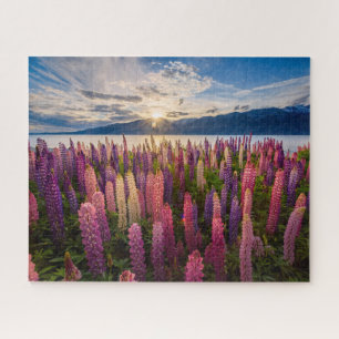 Blumen Lupinen Neuseeland