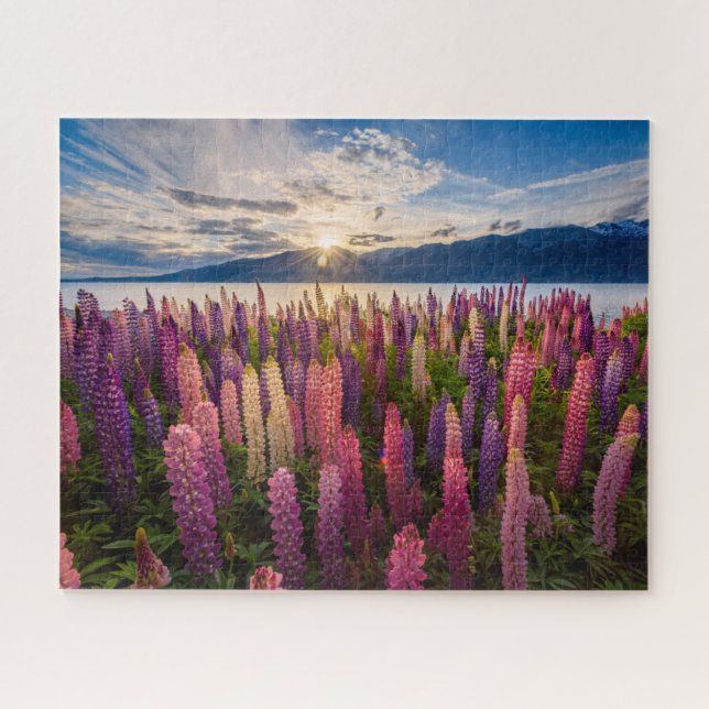 Blumen | Lupinen Neuseeland (Horizontal)