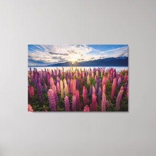 Blumen   Lupinen Neuseeland Leinwanddruck