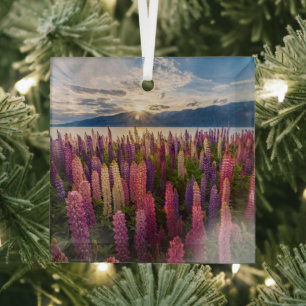 Blumen Lupinen Neuseeland Ornament Aus Glas