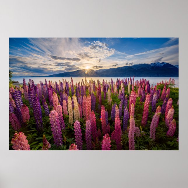 Blumen | Lupinen Neuseeland Poster (Vorne)