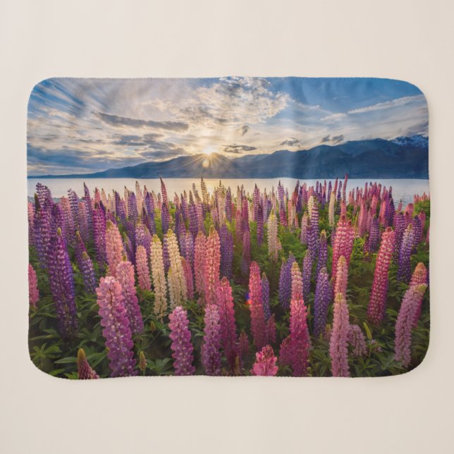 Blumen | Lupinen Neuseeland Sherpadecke (Vorderseite (Horizontal))
