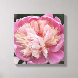 Blumen-nahes hohes - in der Blüte - Rosa Leinwanddruck