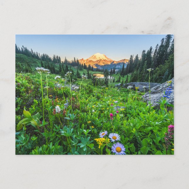 Blumen | Nationalpark Rainier Postkarte (Vorderseite)