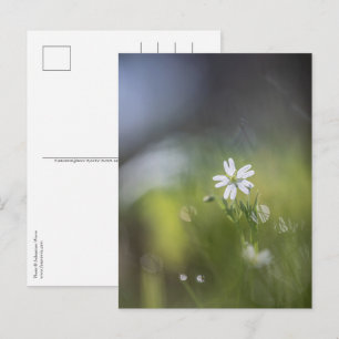 Blumen Natur Foto Postkarte