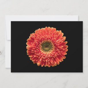 Blumen   Orange Gerbera Daisy Dankeskarte